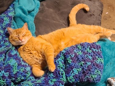 An orange cat finds a new home during winter storm, and is sleeping cozily on a knitted blanket.