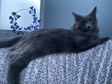 Gray cat "posing" like a model and looking at the camera.