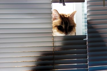 An orange cat looks through the opening of a set of window blinds.