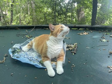 An orange cat is sitting on a plastic bag on a trampoline, and looking up.