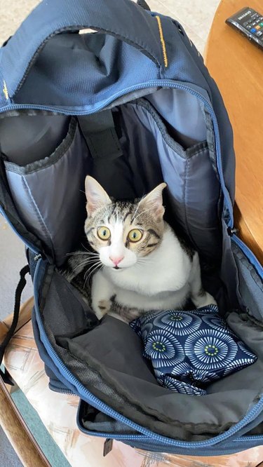 Cat sitting in backpack