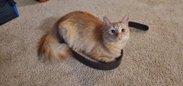 Cat sitting in circle made by discarded belt