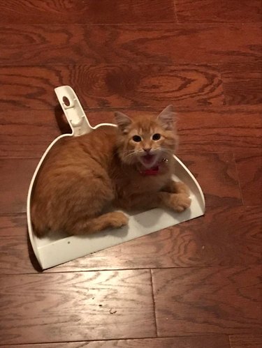 Cat sitting in dustpan