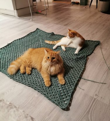 Cats sitting on square of crocheted material