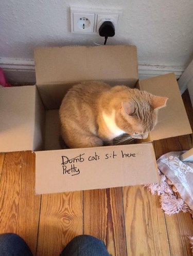 Cat sitting in cardboard box that says "Dumb cats sit here," where dumb is crossed out and replaced with pretty