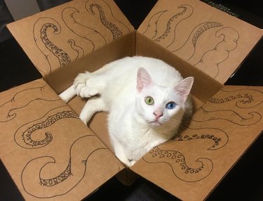 Cat laying in cardboard box decorated with tentacles