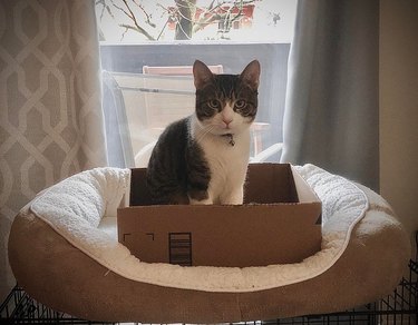 Cat sitting in cardboard box on top of cat bed