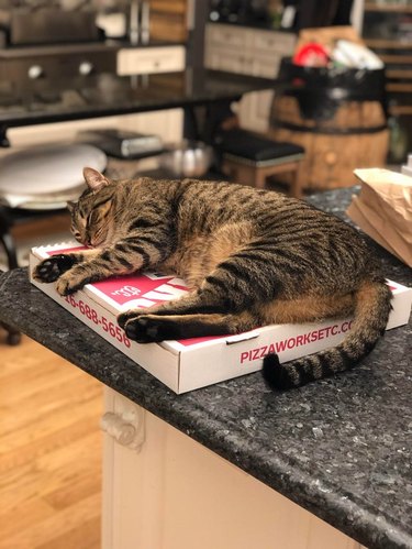 Cat sleeping on pizza box