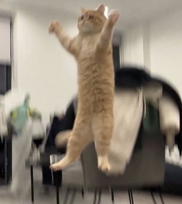 An orange cat is jumping straight up in the air, and looking as though they are levitating.