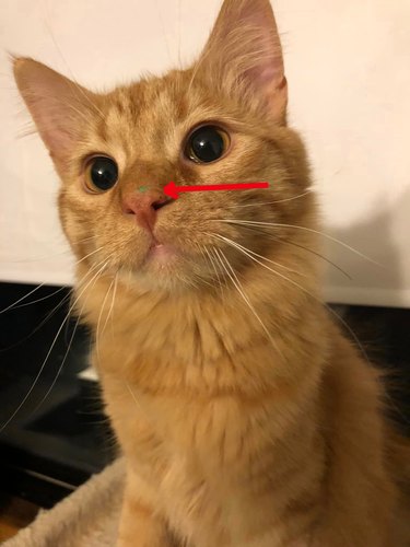 The green frosting is on the nose of an orange cat.