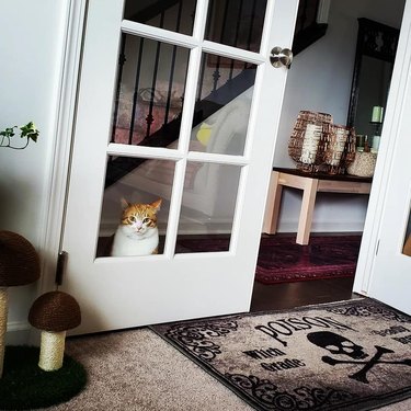 An orange cat is staring through a glass pane in one half of a set of French doors.