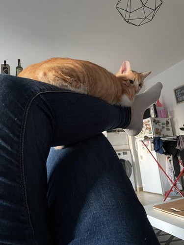 An orange cat is loafing on a woman's crossed leg, which is extened straight out.