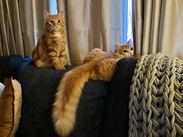 Two orange cats take a break from running around by sitting on a couch.