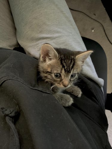 Kitten sitting in their pet parent's pocket.