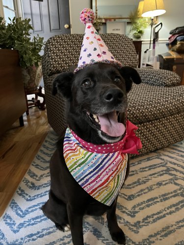 Happy dog wearing a rainbow party hat and bandana for their birthday.
