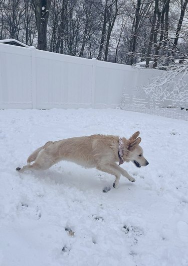 Golden retriever running in the snow.