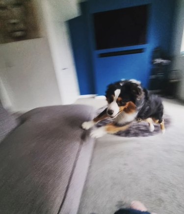 Mini American shepherd running in a living room at home.