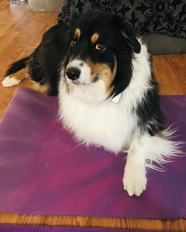 dog on yoga mat