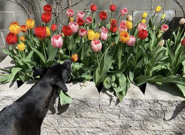 A dog is sniffing a bunch of tulips in a garden.