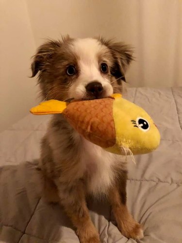 dog holds toy fish