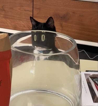 cat behind drinking glass looks like they have very large eyes.