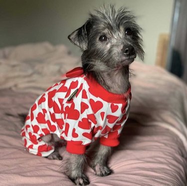 dog in heart pajamas.