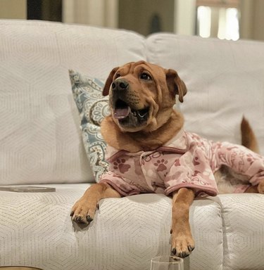 dog in paw print pajamas.