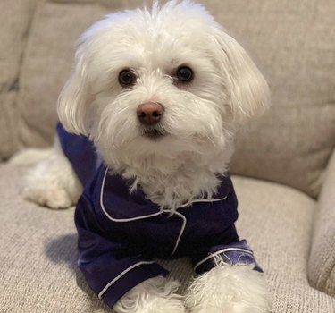 dog in blue pajamas.