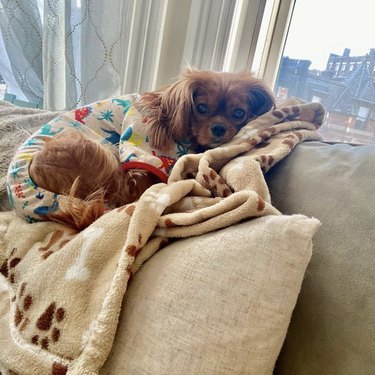 dog lying down in pajamas.