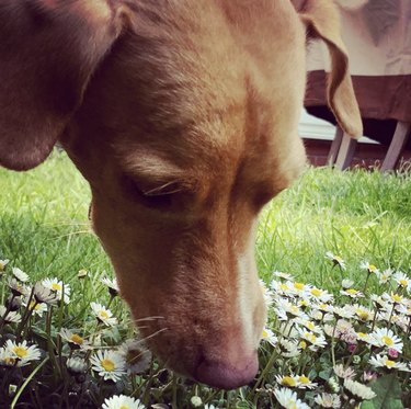 A Podenco dog is sniffing daisies.