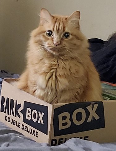 cat sitting in Bark Box box