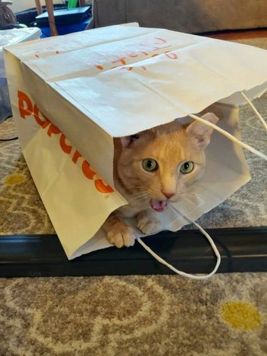 cat in popeyes chicken bag