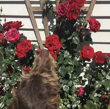 A German wirehaired pointer dog is sniffing red roses on a trellis by a house.