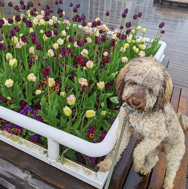 A doodle dog is posing by some yellow and purple tulips.