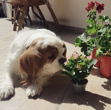 A King Charles Cavalier spaniel dog is sniffing a small potted plant.