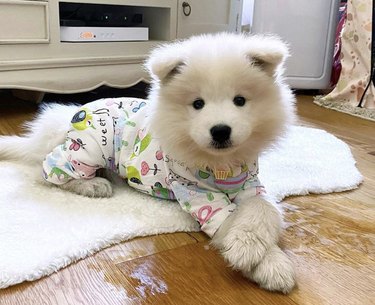 samoyed in pajamas.