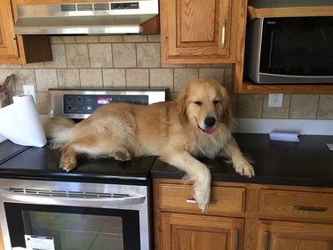 golden retriever sits on kitchen counter