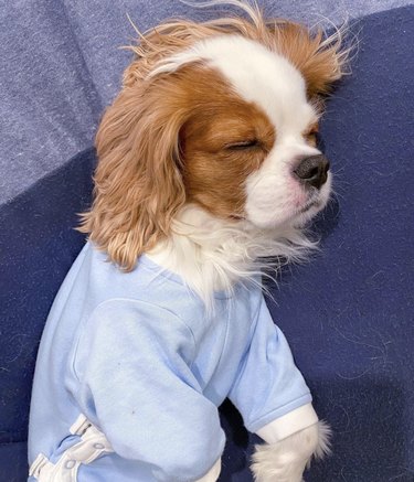 dog in blue pajamas.