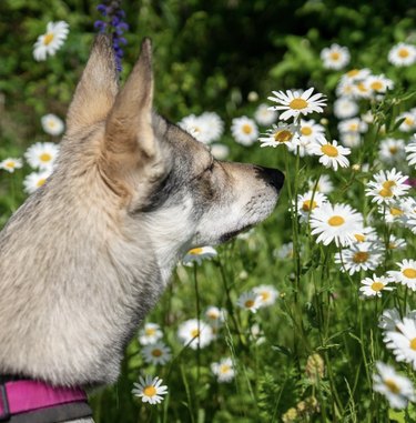 A Tamaskan dog is sniffing daisies.
