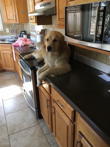 golden retriever sits on kitchen counter