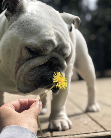An English bulldog is sniffing a yellow flower in someone's hand.