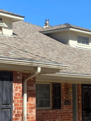dog on roof of house