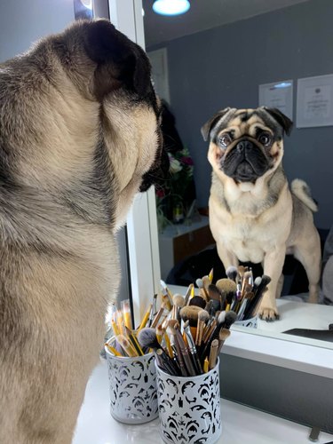 pug dog stares at self in mirror.