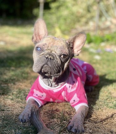 dog in pink pajamas.