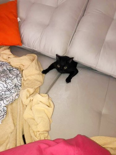 cat getting sucked into couch cushions