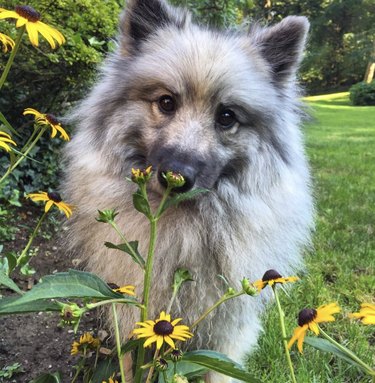A dog is sniffing yellow flowers.