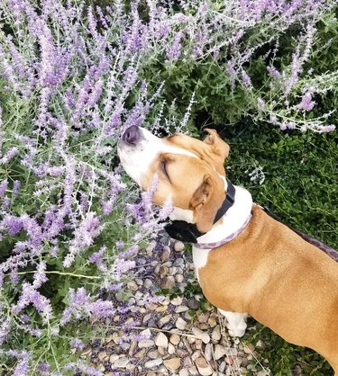 A staffy dog is sniffing the flowers in a field of purple plants.