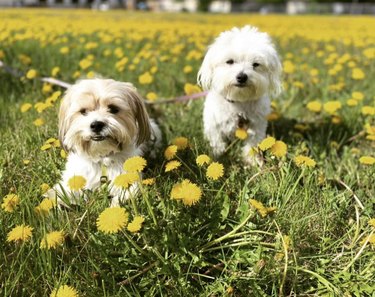 A Shih Tzu dog and a Coton de Tulear dog are in a field of yellow flowers.