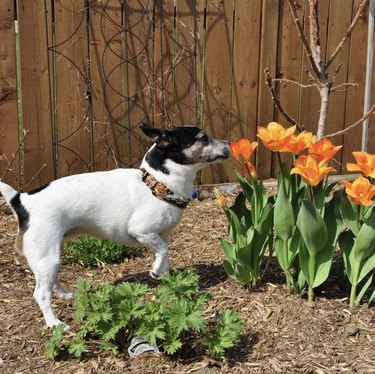 A Jack Russell terrier dog is sniffing orange tulips in a garden.