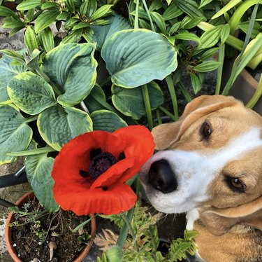 A beagle dog is sniffing a red poppy in a garden.